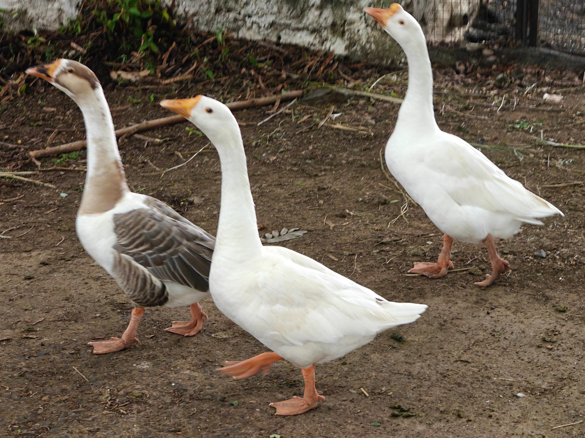 Livestock Farm Poultry Birds Demonstration Unit